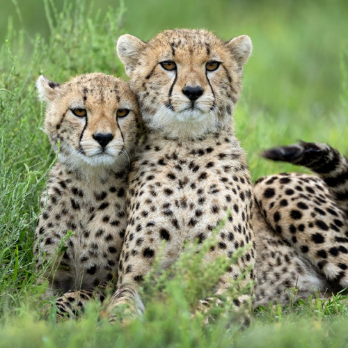 Winning wildlife photograph